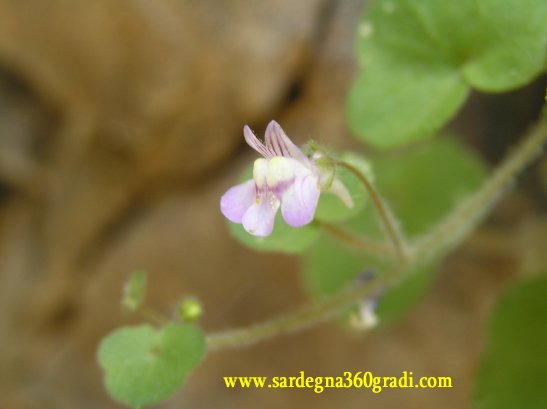 Cymbalaria aequitriloba / Ciombolino trilobo